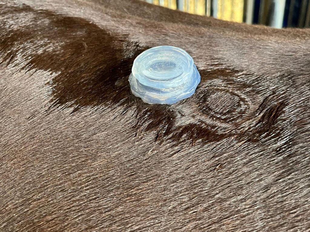 cupping voor paarden